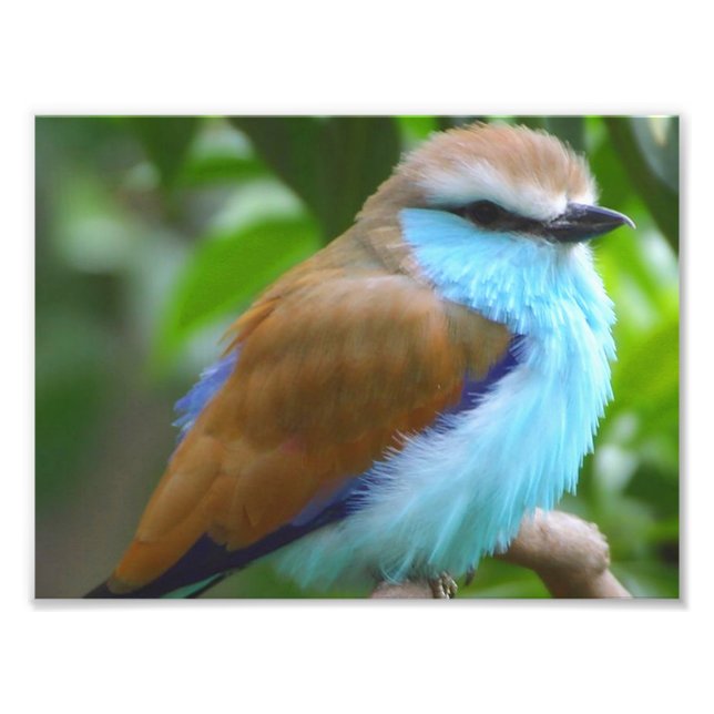 Colourful bird photo print (Front)