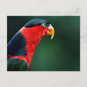 Colourful Bird Postcard