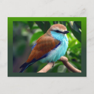 Colourful Bird Postcard