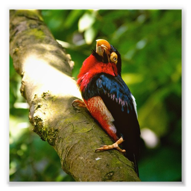 Colourful Bird Rainforest Photo Print (Front)