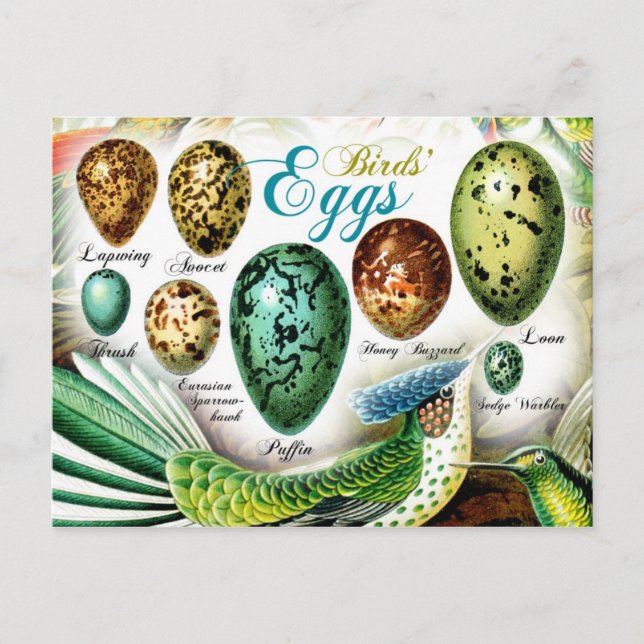 Colourful Birds' Eggs Postcard (Front)