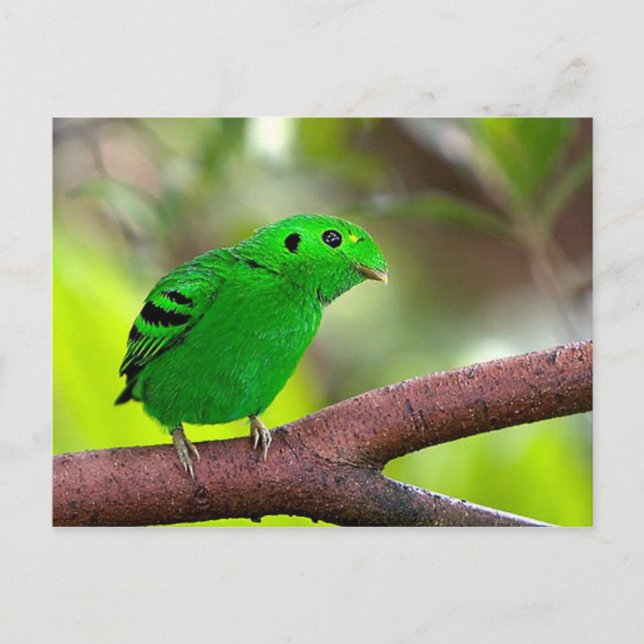 Colourful Birds Postcard (Front)