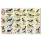 Colourful Birds Tissue Paper