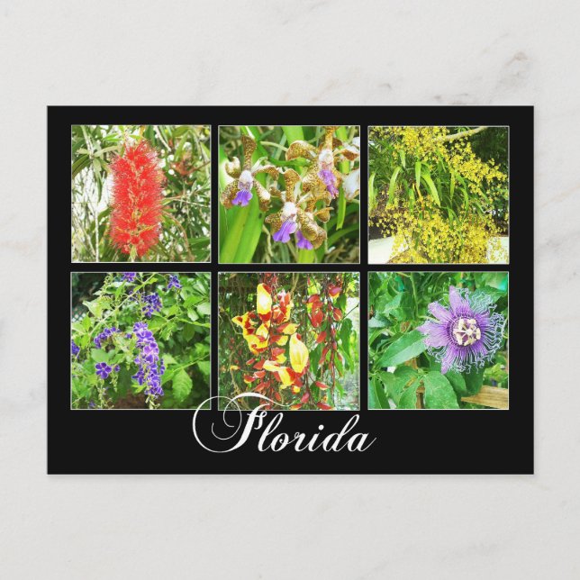 Colourful blooms in Florida Postcard (Front)