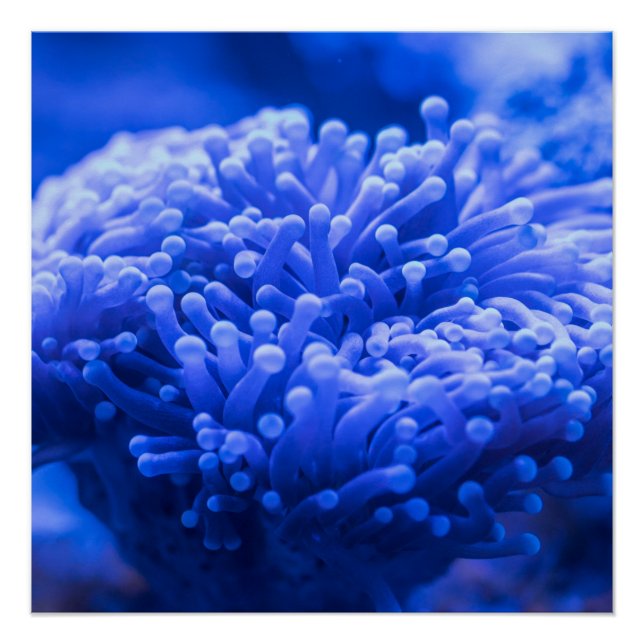 Colourful Blue Sea Anemone Marine Life  Poster (Front)