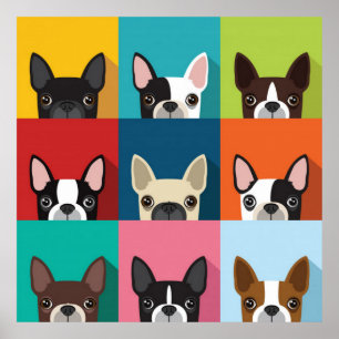 Colourful Boston Terriers Poster