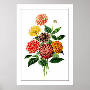 Colourful Botanical Flowers Illustration Poster