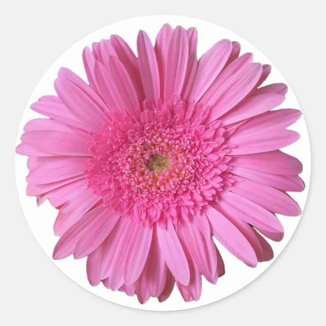 Colourful Bright Pink Gerber Daisy Sticker (Front)