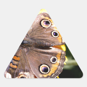 Colourful Brown Butterfly with Multiple Eyes Triangle Sticker