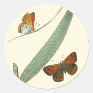 Colourful Butterflies Fluttering Around a Leaf Classic Round Sticker