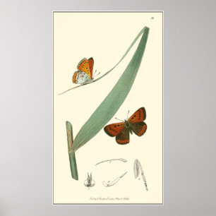 Colourful Butterflies Fluttering Around a Leaf Poster