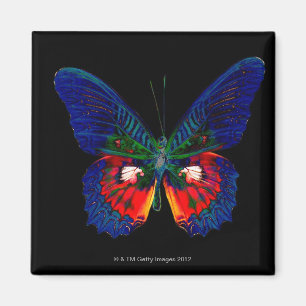 Colourful Butterfly design against black backdrop Magnet