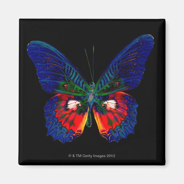 Colourful Butterfly design against black backdrop Magnet (Front)