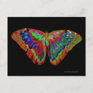 Colourful Butterfly design against black backdrop Postcard