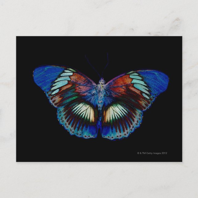 Colourful Butterfly design against black backdrop  Postcard (Front)