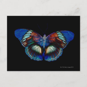 Colourful Butterfly design against black backdrop  Postcard