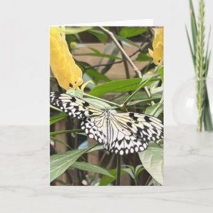 Colourful Butterfly Greeting Card