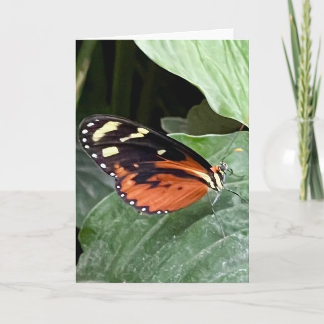 Colourful Butterfly Greeting  Card (Front)