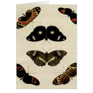 Colourful Butterfly Medley on Cream Background
