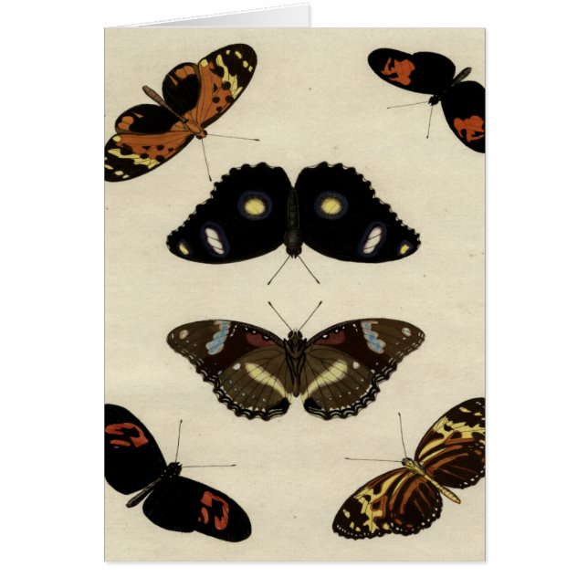 Colourful Butterfly Medley on Cream Background (Front)