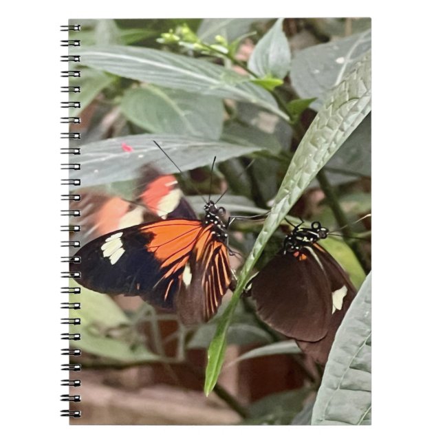 Colourful Butterfly  Notebook (Front)