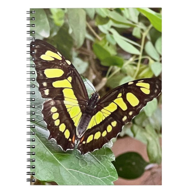 Colourful Butterfly  Notebook (Front)
