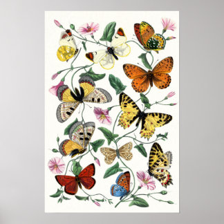 Colourful Butterfly Sketch Art Poster