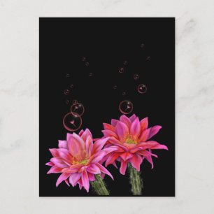 Colourful Cactus Flowers with Bubbles Poster Postcard