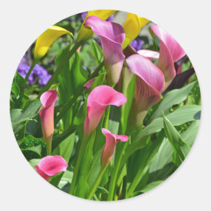 Colourful calla lily flowers classic round sticker