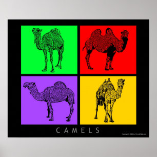 Colourful Camels Poster