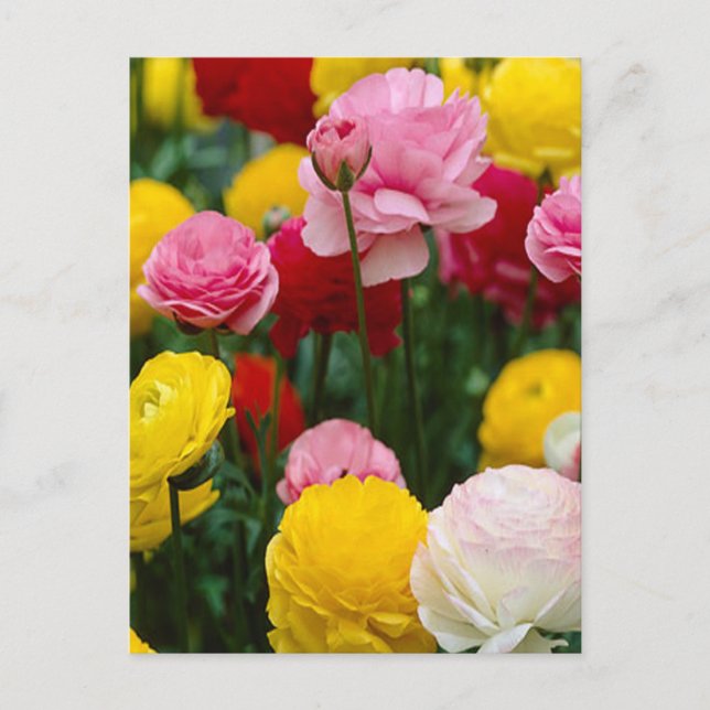 Colourful Carnation Flowers Postcard (Front)