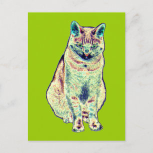 Colourful Cat Postcard