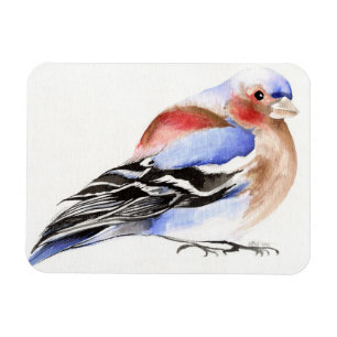 Colourful Chaffinch 2011 Magnet