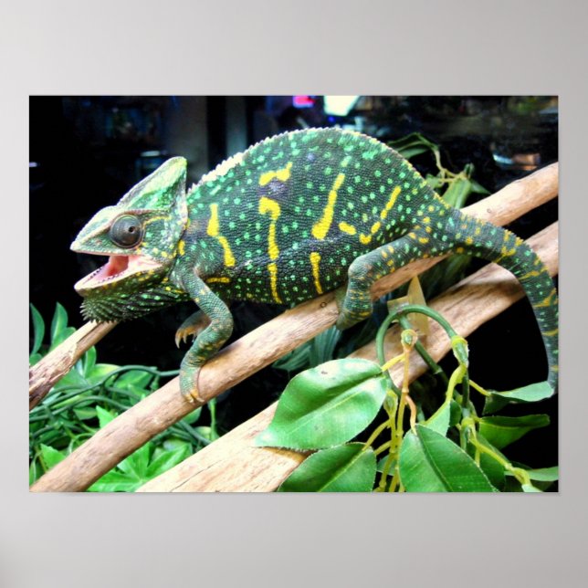 Colourful Chameleon Poster (Front)