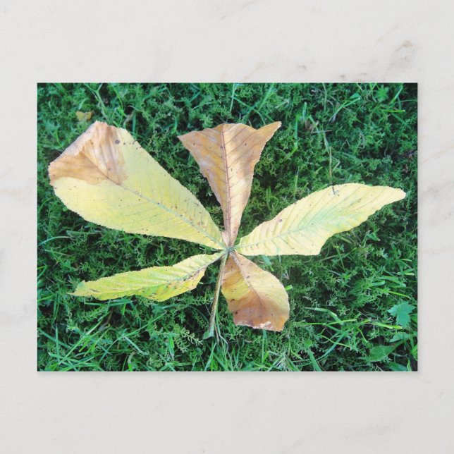Colourful chestnut tree leaf postcard (Front)