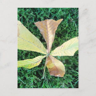 Colourful chestnut tree leaf postcard