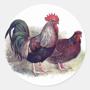 Colourful Chicken Stickers