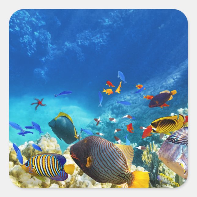 Colourful Clownfish  Square Sticker (Front)