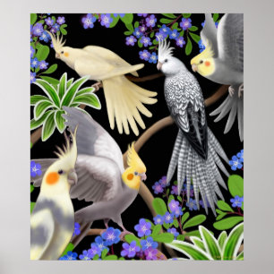 Colourful Cockatiels Poster