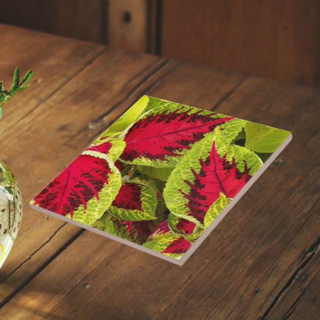 Colourful Coleus Leaves Floral Ceramic Tile (In Situ)