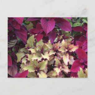 Colourful Coleus Postcard