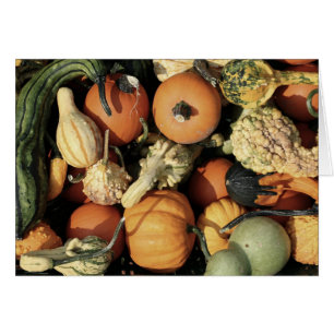 Colourful Collection of Autumn Gourds