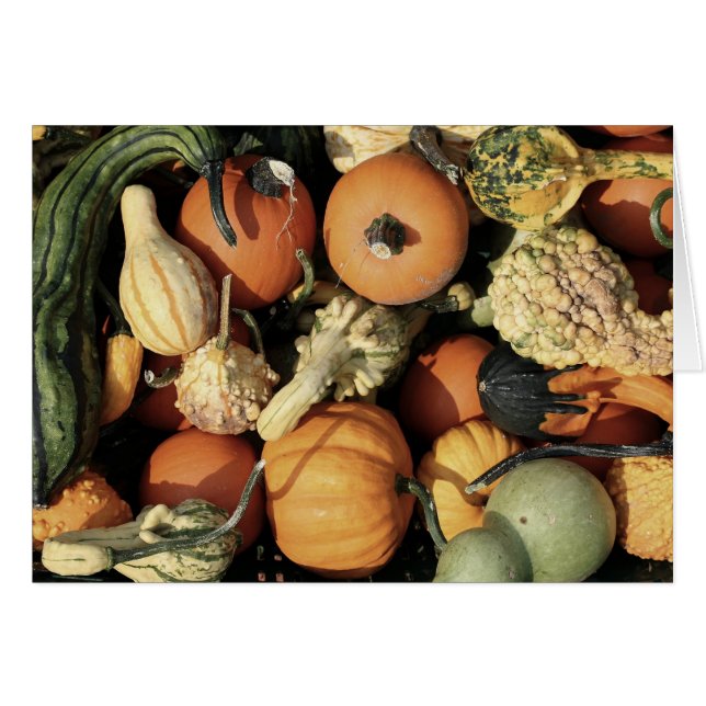 Colourful Collection of Autumn Gourds (Front Horizontal)