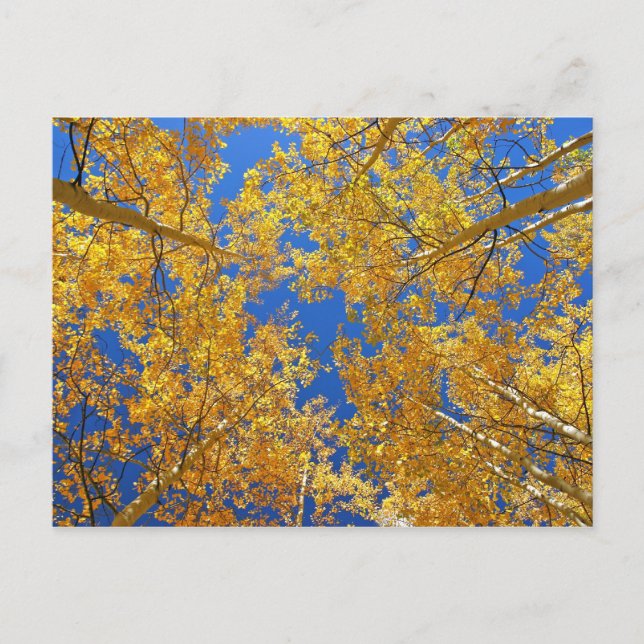 Colourful Colorado Aspens... Postcard (Front)