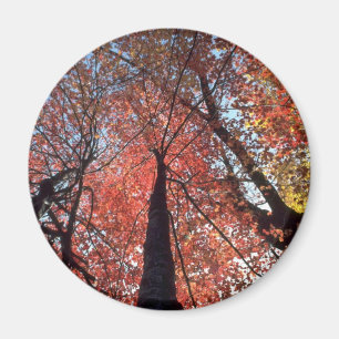 Colourful Colours of the fall season, Upstate New Magnet