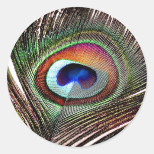 Colourful Copper Peacock Feather Classic Round Sticker