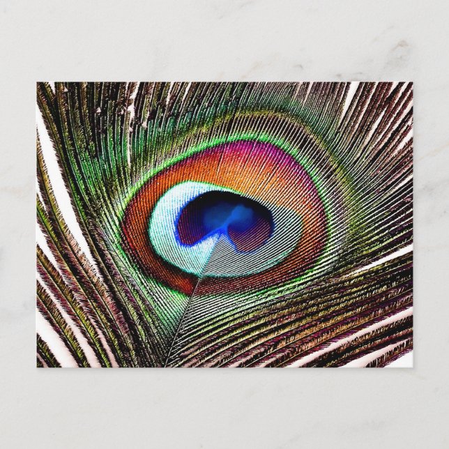 Colourful Copper Peacock Feather Postcard (Front)