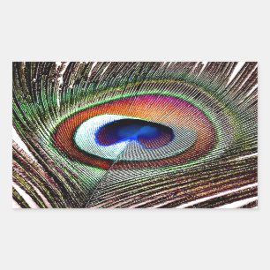 Colourful Copper Peacock Feather Rectangular Sticker