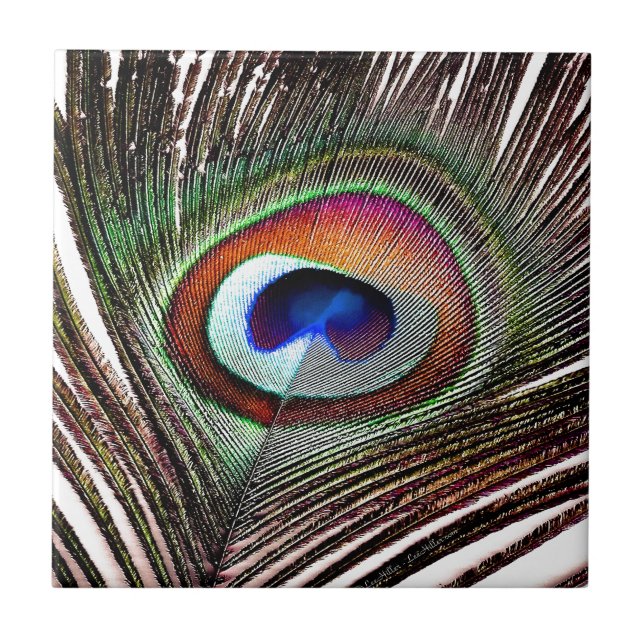 Colourful Copper Peacock Feather Tile (Front)