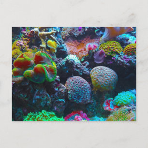 Colourful Coral Holiday Postcard
